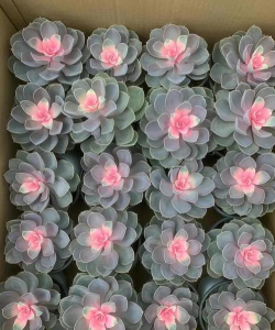 紫珍珠锦怎么繁殖 紫珍珠锦怎么繁殖