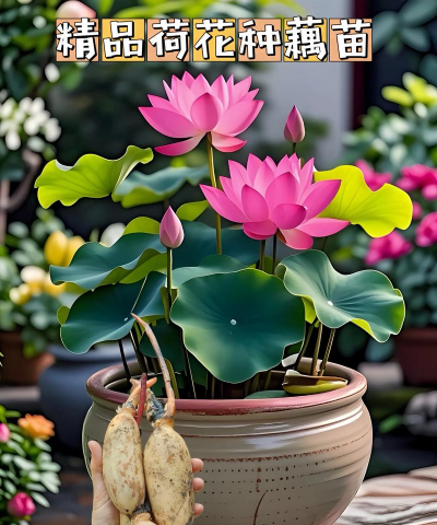 盆栽荷花冬天怎么保存 盆栽荷花冬天怎么保存