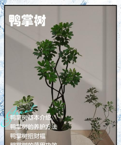 鸭掌树叶片怎么繁殖 鸭掌树叶片怎么繁殖