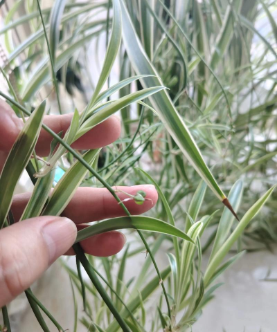 吊兰的种子有什么作用 吊兰的种子有什么作用