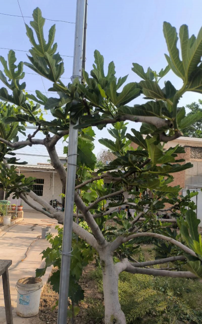 无花果树枝条可以养花吗 无花果树枝条可以养花吗