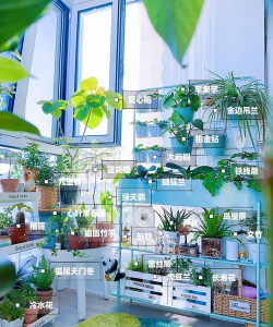 封闭式阳台养花好不好呢 封闭式阳台养花好不好呢