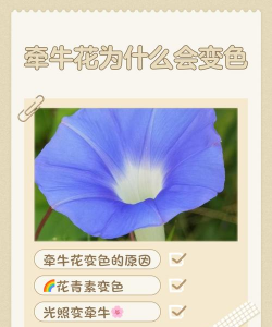 牵牛花为什么不会 牵牛花为什么不会