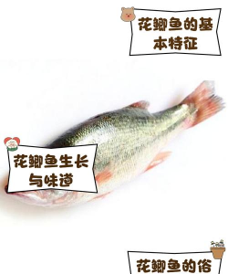 三种鱼可以混养花莲鱼吗 三种鱼可以混养花莲鱼吗