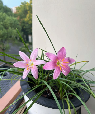 养花人不爱养花了 养花人不爱养花了