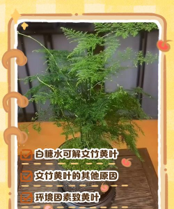 怎么养竹子不变黄 怎么养竹子不变黄