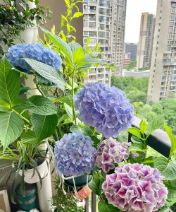 养花匠小齐阳台养花 养花匠小齐阳台养花