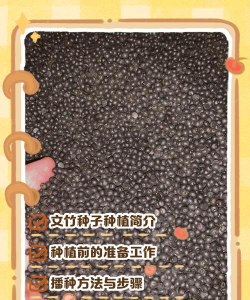 怎样使文竹结籽 怎样使文竹结籽