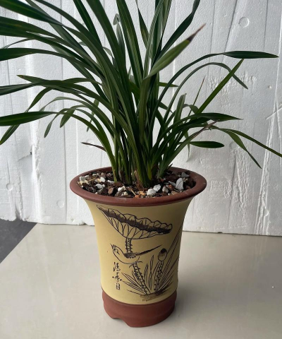 宜兴 养花 宜兴 养花