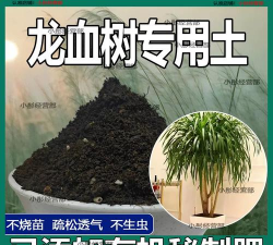 家里养龙血树用什么土 家里养龙血树用什么土