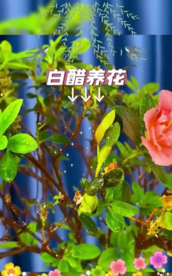 白醋 养花 白醋 养花