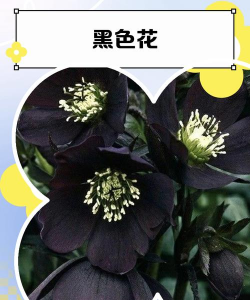 花为什么黑的很少 花为什么黑的很少