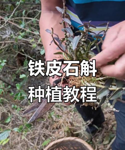 附石石斛怎么种植 附石石斛怎么种植
