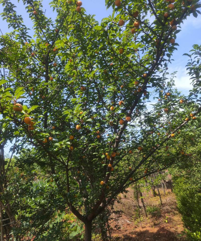 杏梅系都有什么品种 杏梅系都有什么品种