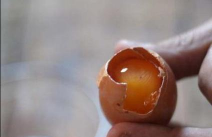 鸡蛋 养花 鸡蛋 养花