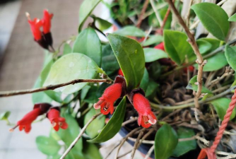 口红花怎么不开花 口红花怎么不开花