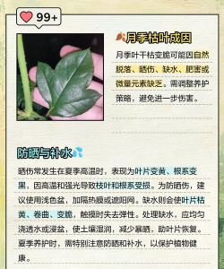 花叶子为什么变软了 花叶子为什么变软了