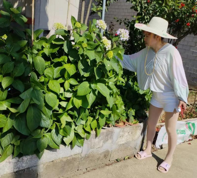 老了种菜养花 老了种菜养花