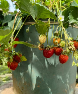 秋植草莓正当时 秋植草莓正当时