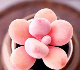 桃蛋怎么长叶 桃蛋怎么长叶