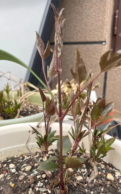 铁锈钉养花 铁锈钉养花