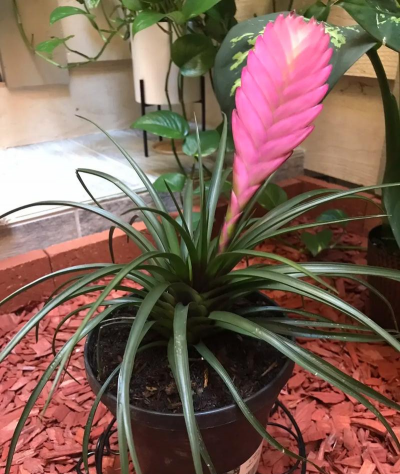 铁兰花变绿怎么剪了 铁兰花变绿怎么剪了