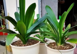 七八月养花 七八月养花