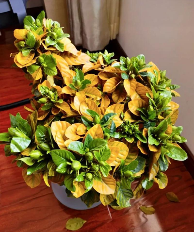 鲜花叶怎么保存方法 鲜花叶怎么保存方法