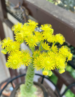 鸡蛋山地玫瑰如何繁殖 鸡蛋山地玫瑰如何繁殖