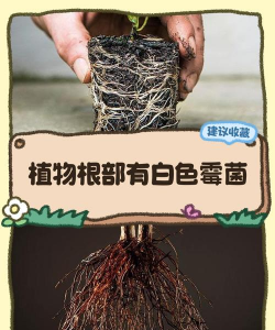 根部发霉怎么处理 根部发霉怎么处理