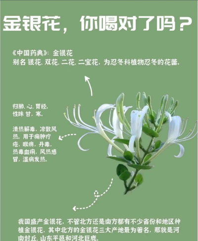 养金银花用什么 养金银花用什么