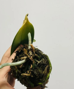 蝴蝶兰枯蕾或不开花的原因 蝴蝶兰枯蕾或不开花的原因