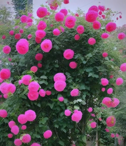 蔷薇应该怎么样 蔷薇应该怎么样