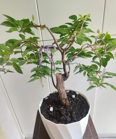 生活助手养花 生活助手养花