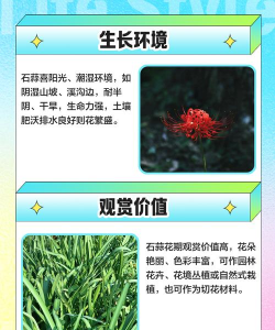 石蒜栽培要点 石蒜栽培要点