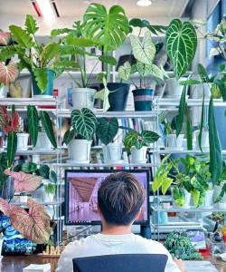 男子工位养花 男子工位养花