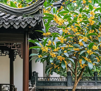 什么院子桂花树一 什么院子桂花树一