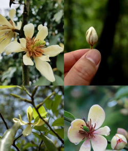 含笑花为什么是市花 含笑花为什么是市花