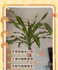 如何促进巴西铁树生长 如何促进巴西铁树生长