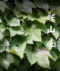 爬山虎是怎么植物 爬山虎是怎么植物