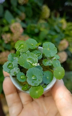 不漏水盆栽 什么 不漏水盆栽 什么