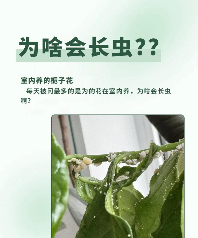 为什么栀子花生虫 为什么栀子花生虫