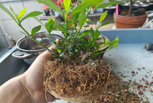 紫叶小檗嫩枝全光雾扦插育苗技术 紫叶小檗嫩枝全光雾扦插育苗技术