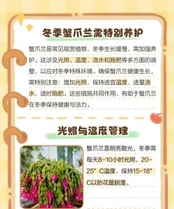 蟹爪莲冬季怎么管理 蟹爪莲冬季怎么管理