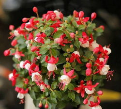 倒挂金钟有什么功能 倒挂金钟有什么功能