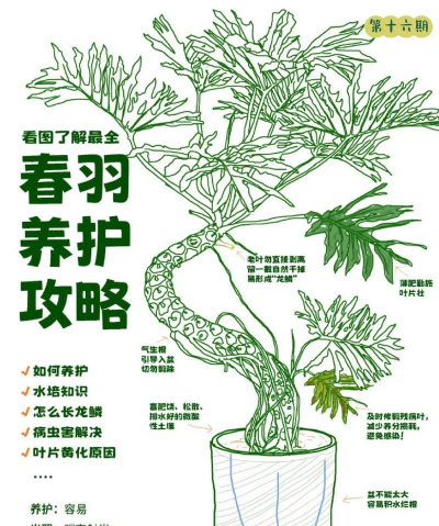 如何让春羽快速生长 如何让春羽快速生长