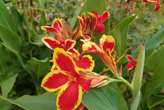 花卉红黄相间代表什么 花卉红黄相间代表什么