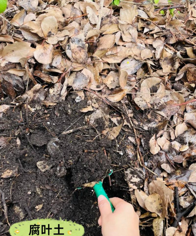 巴西木怎么分株 巴西木怎么分株