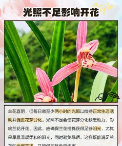 兰花为什么不能放在阳台 兰花为什么不能放在阳台