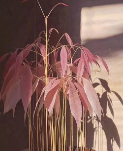 不放水养花 不放水养花